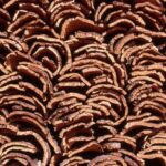 UC00444 - Analisar o ciclo da cortiça do montado de sobro ao produto final