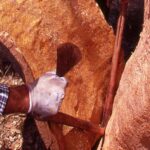 UFCD 3129 - Recolha de produtos florestais - extração de cortiça