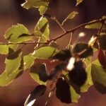 UFCD 3128 - Podas e desbastes